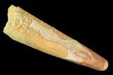 Pterosaur (Siroccopteryx) Tooth - Morocco #101693-1